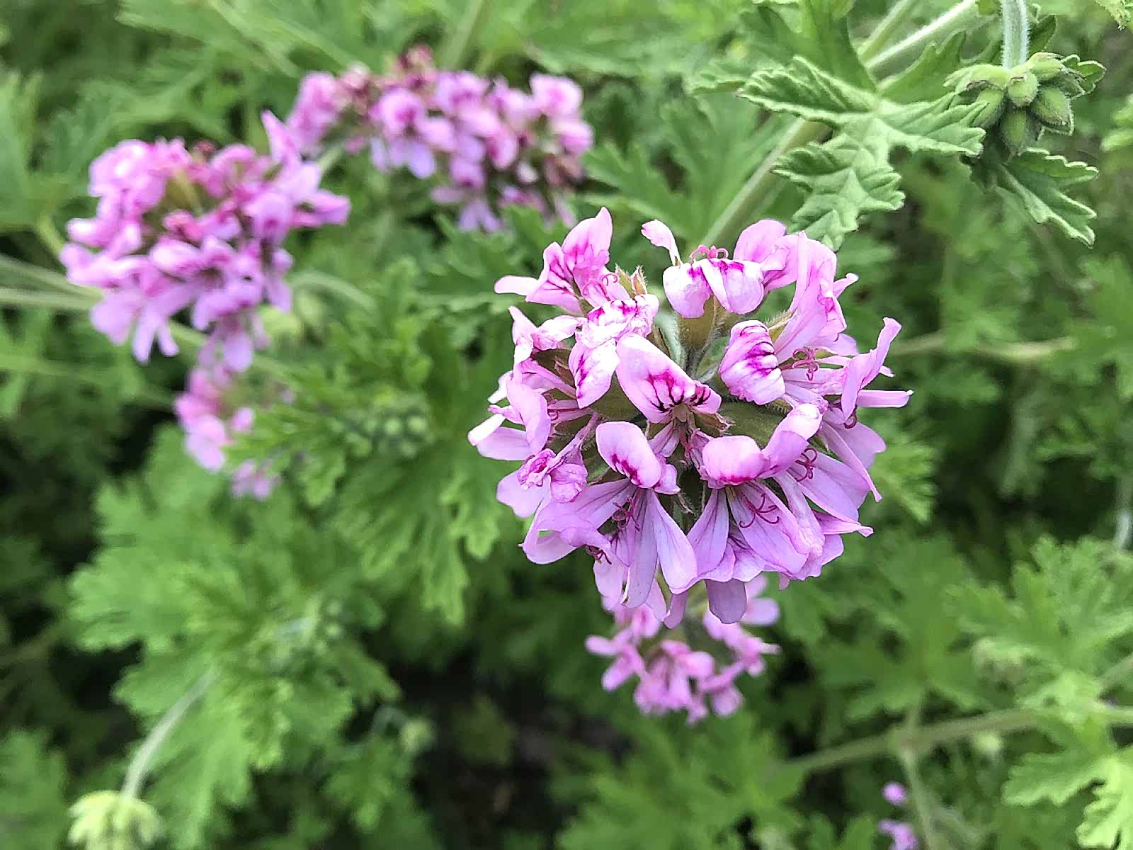 ITIR ÇİÇEĞİ 10 ADET - PELARGONİUM GRAVEOLENS