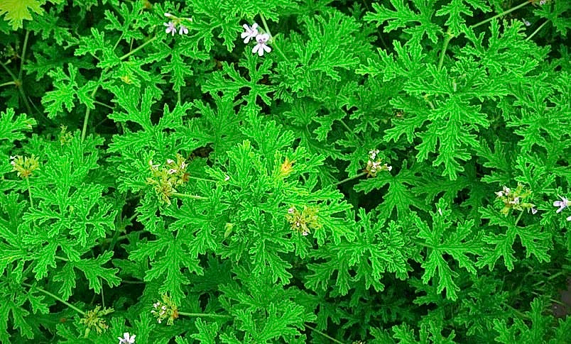 ITIR ÇİÇEĞİ 10 ADET - PELARGONİUM GRAVEOLENS