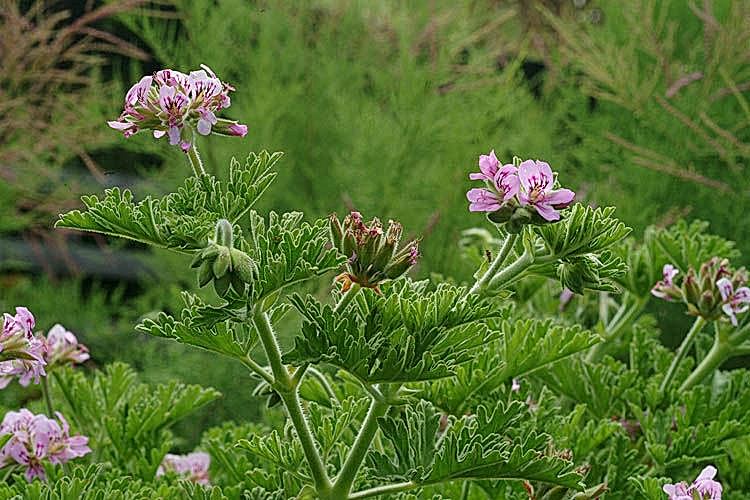 ITIR ÇİÇEĞİ 10 ADET - PELARGONİUM GRAVEOLENS