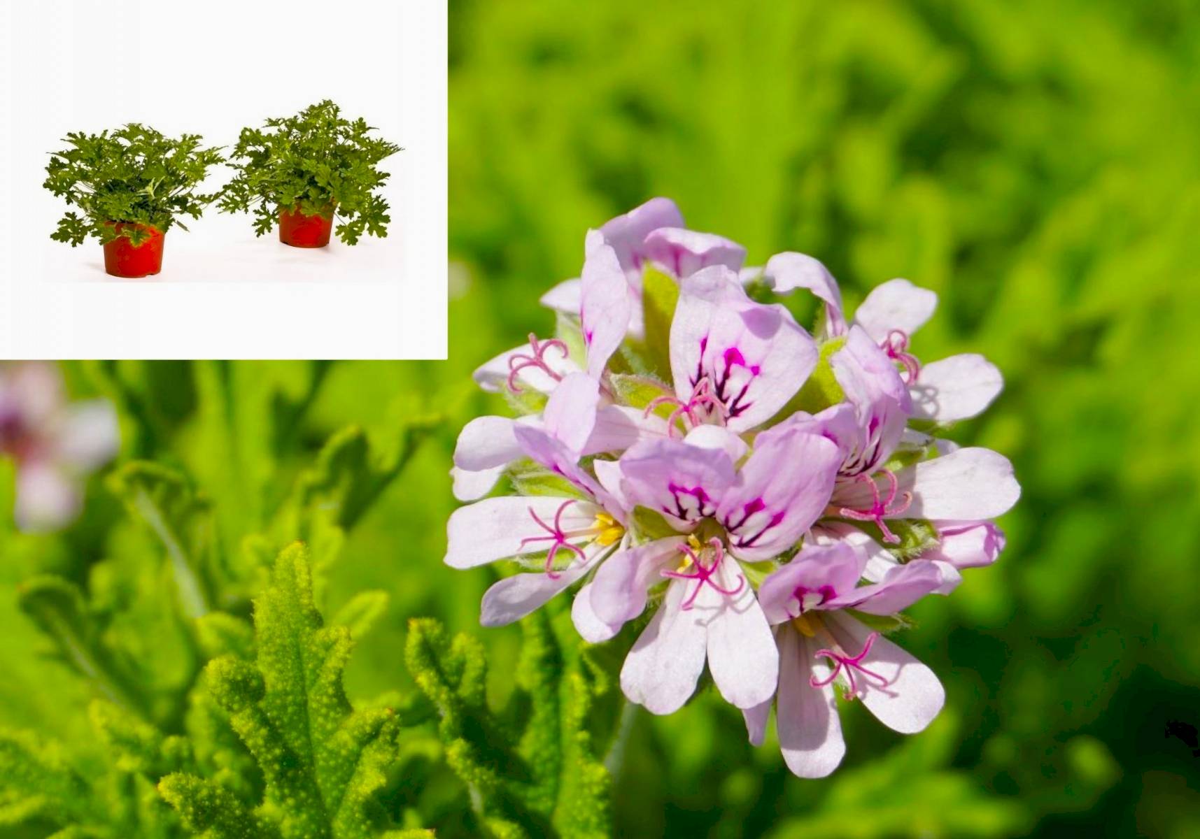 ITIR ÇİÇEĞİ 3 ADET - PELARGONİUM GRAVEOLENS