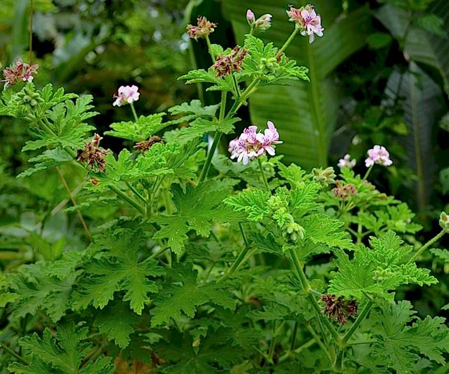 ITIR ÇİÇEĞİ 3 ADET - PELARGONİUM GRAVEOLENS