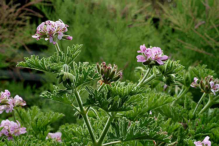ITIR ÇİÇEĞİ 3 ADET - PELARGONİUM GRAVEOLENS