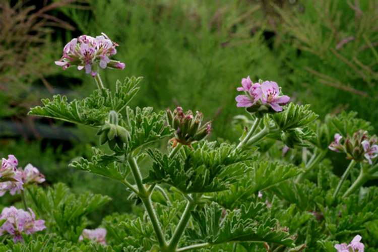 ITIR ÇİÇEĞİ 3 ADET - PELARGONİUM GRAVEOLENS