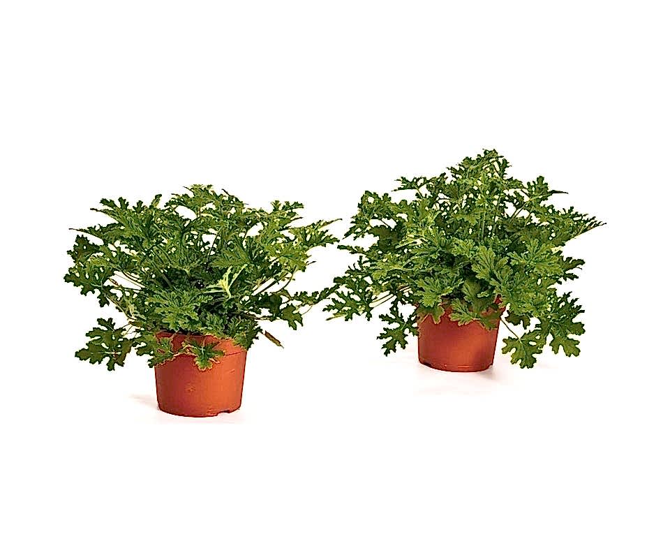 ITIR ÇİÇEĞİ 3 ADET - PELARGONİUM GRAVEOLENS