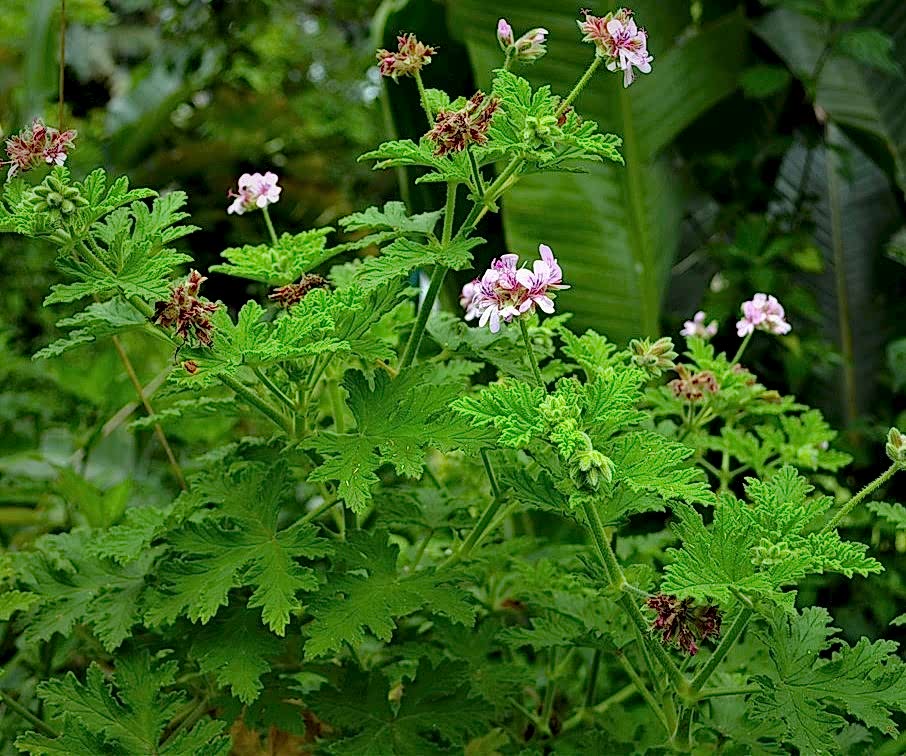 ITIR ÇİÇEĞİ 5 ADET - PELARGONİUM GRAVEOLENS