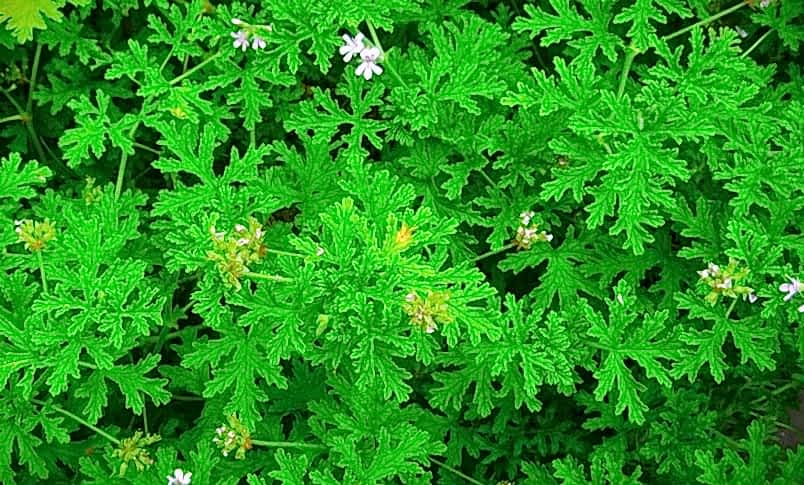 ITIR ÇİÇEĞİ 5 ADET - PELARGONİUM GRAVEOLENS