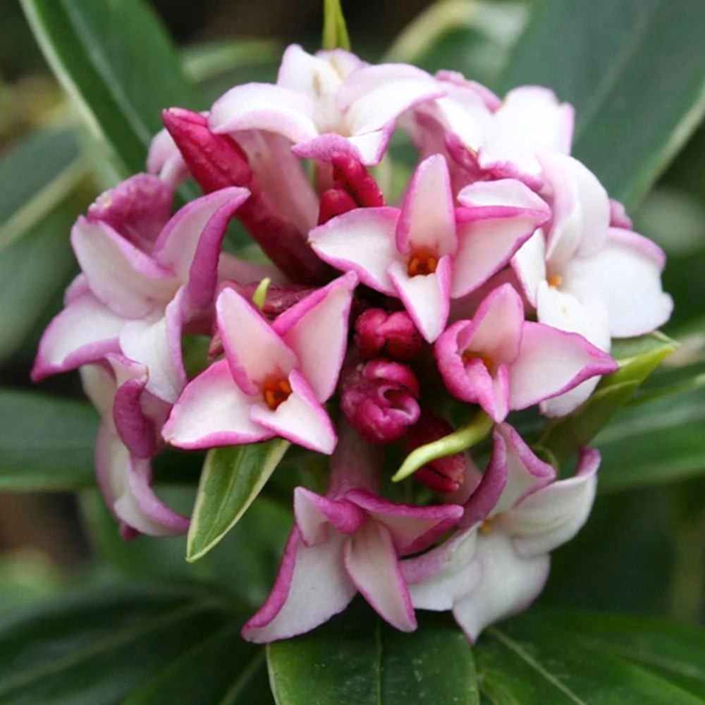 KAFKAS GÜLÜ FİDANI KOKULU - DAPHNE ODORA 'AUREOMARGINATA'