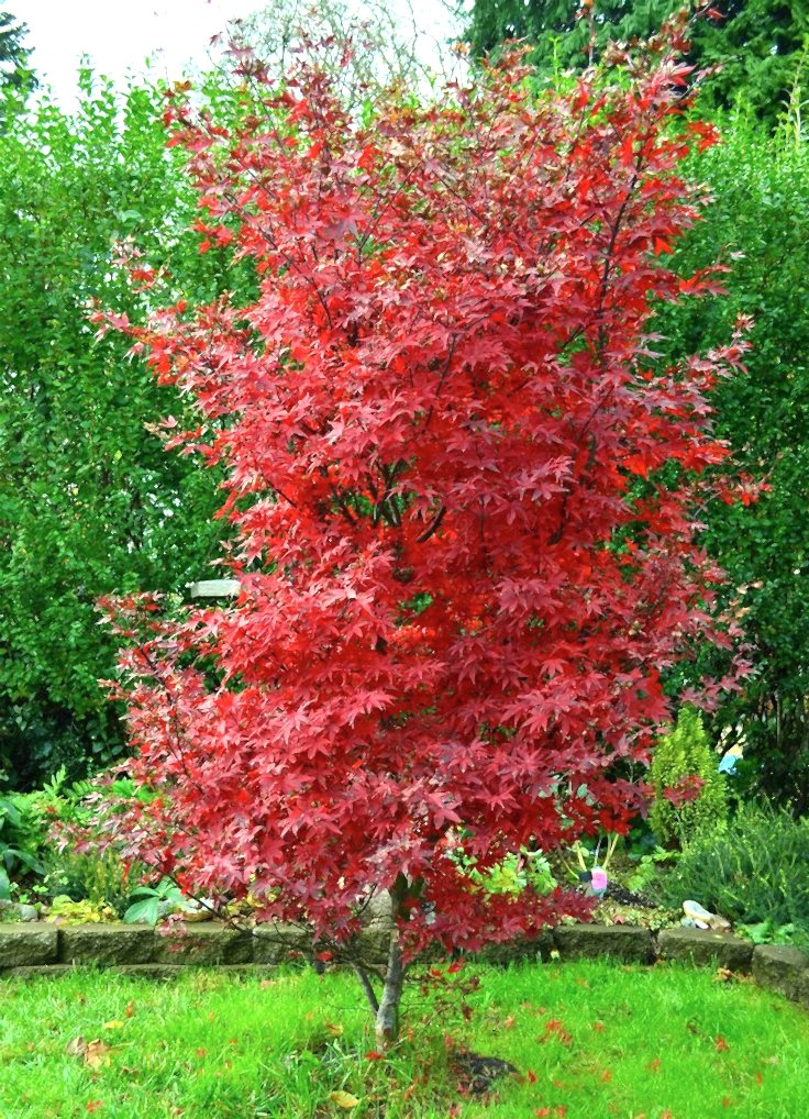 KIRMIZI JAPON AKÇAAĞACI ( Acer Palmatum) TOHUMU 10 ADET
