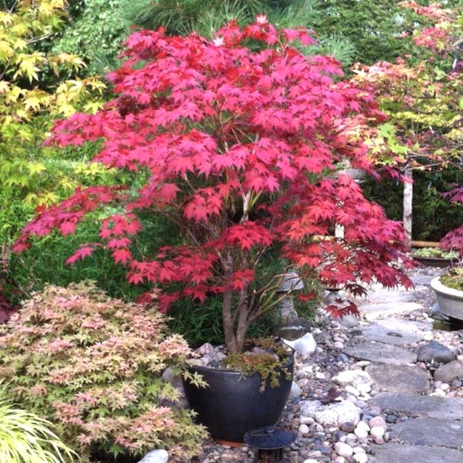 KIRMIZI JAPON AKÇAAĞACI ( Acer Palmatum) TOHUMU 10 ADET