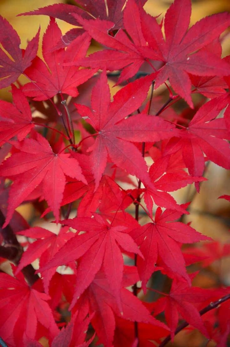KIRMIZI JAPON AKÇAAĞACI ( Acer Palmatum) TOHUMU 10 ADET