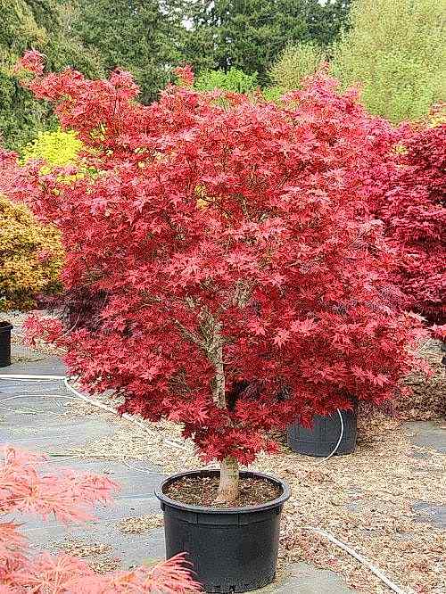 KIRMIZI JAPON AKÇAAĞACI ( Acer Palmatum) TOHUMU 10 ADET