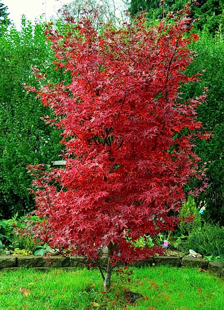 KIRMIZI JAPON AKÇAAĞACI ( Acer Palmatum) TOHUMU 20 ADET