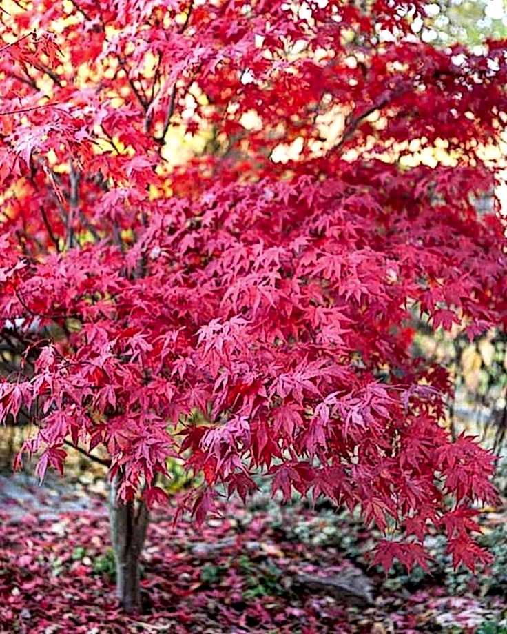 KIRMIZI JAPON AKÇAAĞACI ( Acer Palmatum) TOHUMU 20 ADET
