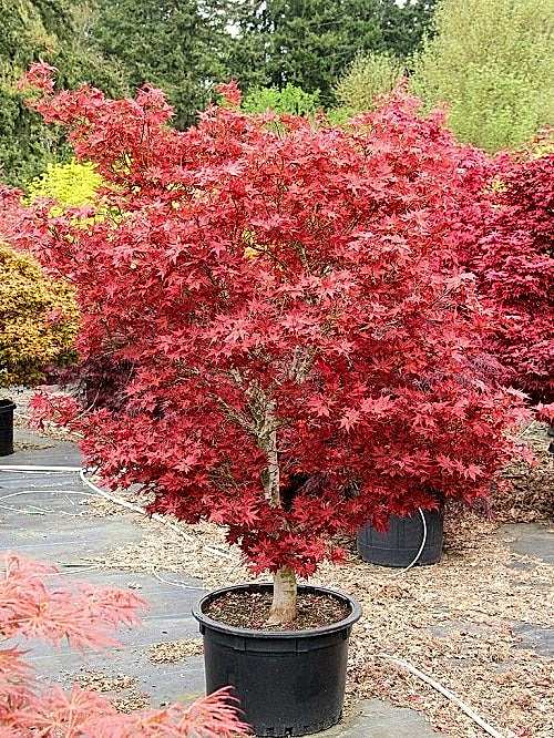 KIRMIZI JAPON AKÇAAĞACI ( Acer Palmatum) TOHUMU 20 ADET