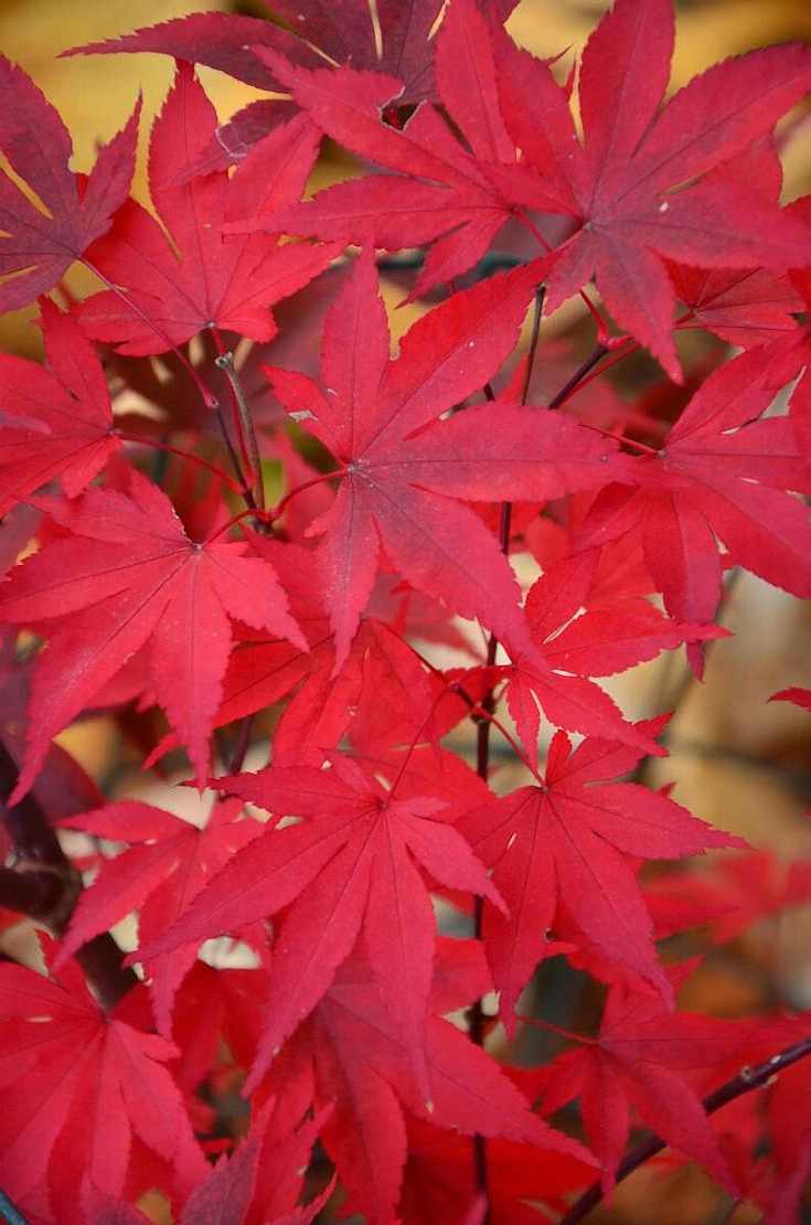 KIRMIZI JAPON AKÇAAĞACI ( Acer Palmatum) TOHUMU 20 ADET