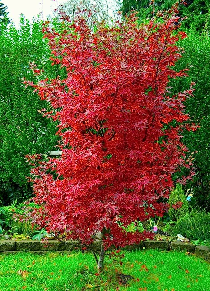 KIRMIZI JAPON AKÇAAĞACI ( Acer Palmatum) TOHUMU 50 ADET