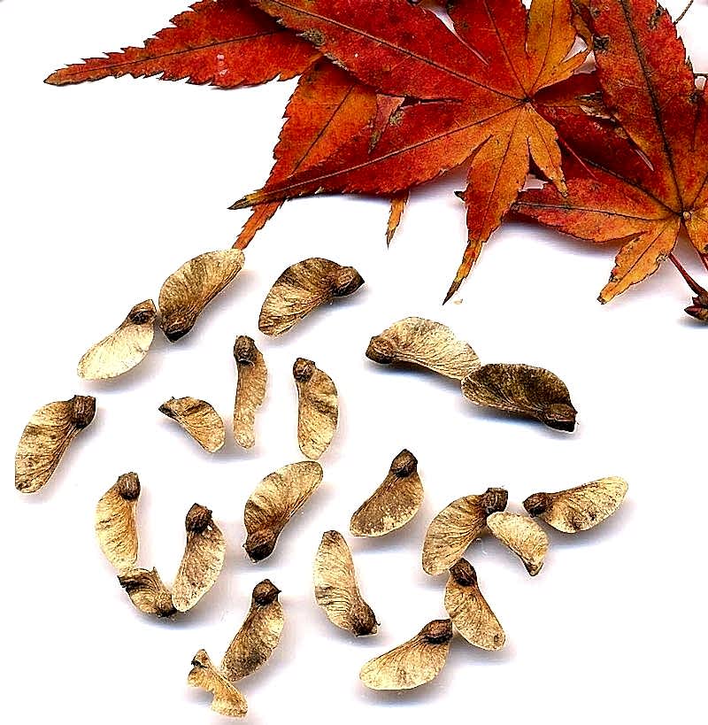 KIRMIZI JAPON AKÇAAĞACI ( Acer Palmatum) TOHUMU 50 ADET