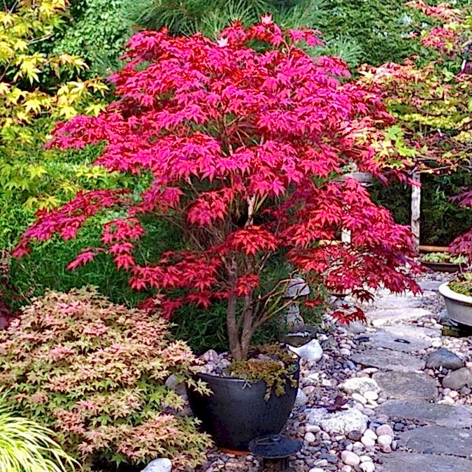 KIRMIZI JAPON AKÇAAĞACI ( Acer Palmatum) TOHUMU 50 ADET
