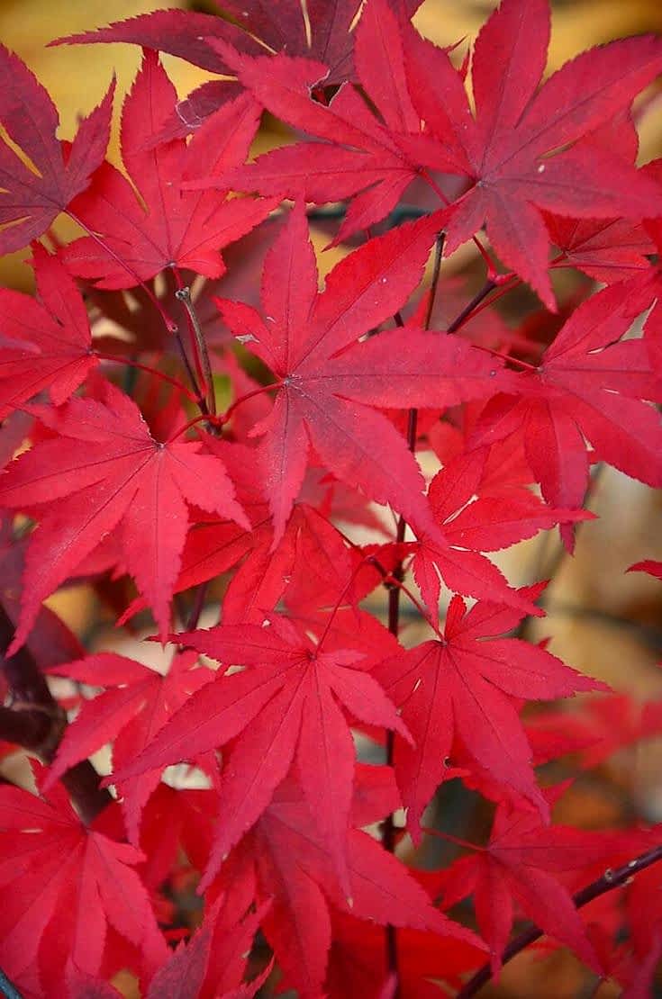 KIRMIZI JAPON AKÇAAĞACI ( Acer Palmatum) TOHUMU 50 ADET