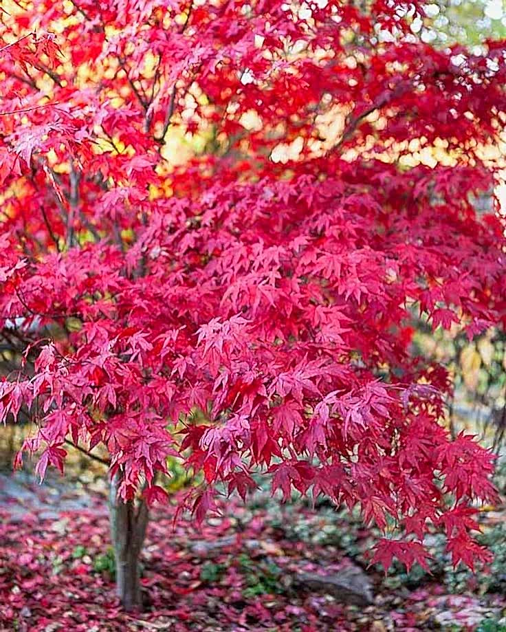 KIRMIZI JAPON AKÇAAĞACI ( Acer Palmatum) TOHUMU 50 ADET