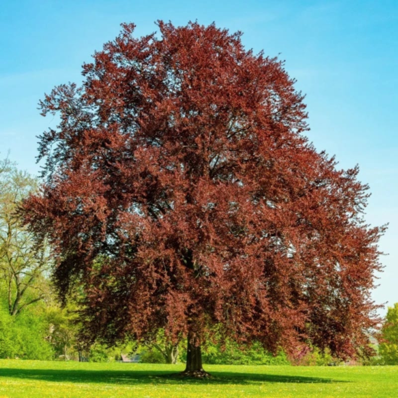 KIRMIZI KAYIN FİDANI 3 ADET - Fagus Sylvatica Atropurpurea