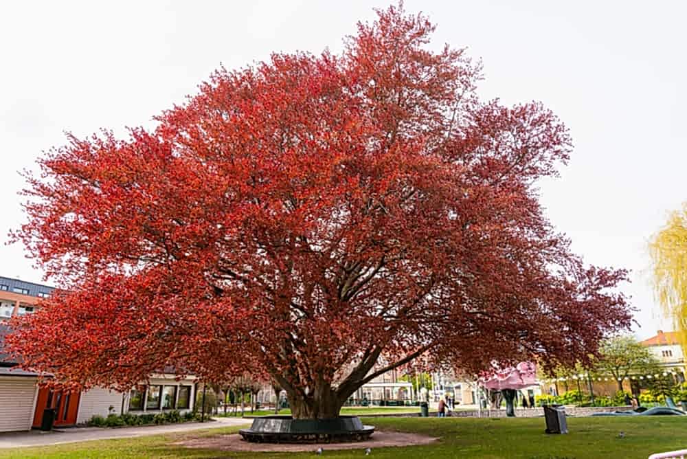 KIRMIZI KAYIN FİDANI 3 ADET - Fagus Sylvatica Atropurpurea