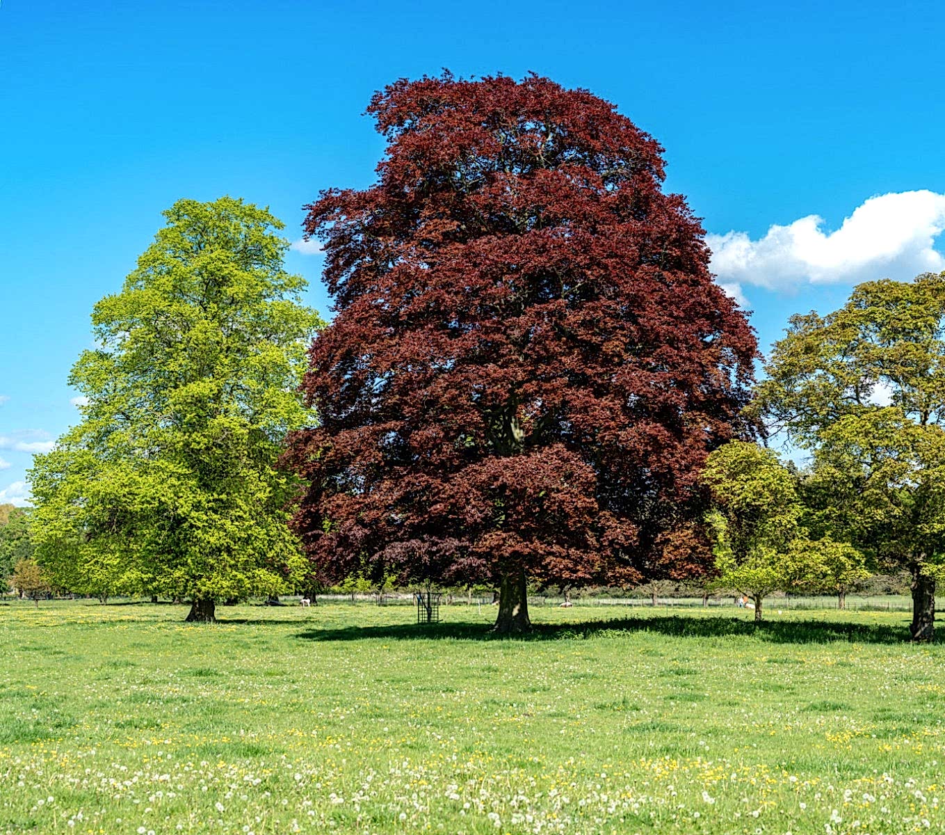 KIRMIZI KAYIN FİDANI 3 ADET - Fagus Sylvatica Atropurpurea
