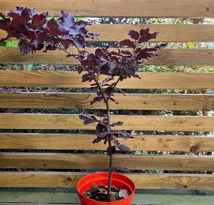 KIRMIZI KAYIN FİDANI 3 ADET - Fagus Sylvatica Atropurpurea