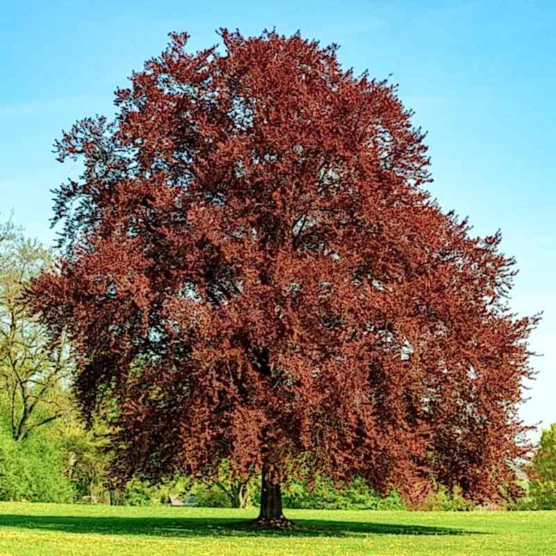 KIRMIZI KAYIN FİDANI 5 ADET - Fagus Sylvatica Atropurpurea
