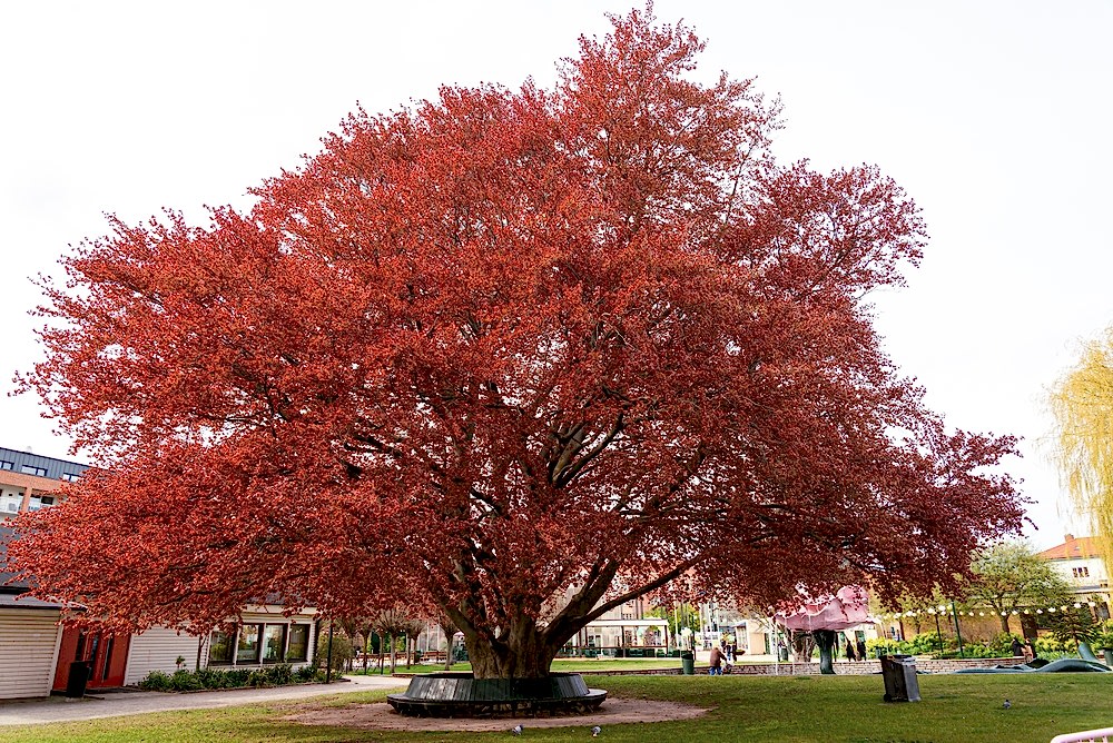 KIRMIZI KAYIN FİDANI 5 ADET - Fagus Sylvatica Atropurpurea