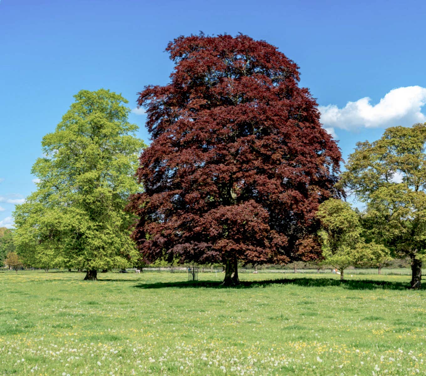 KIRMIZI KAYIN FİDANI 5 ADET - Fagus Sylvatica Atropurpurea