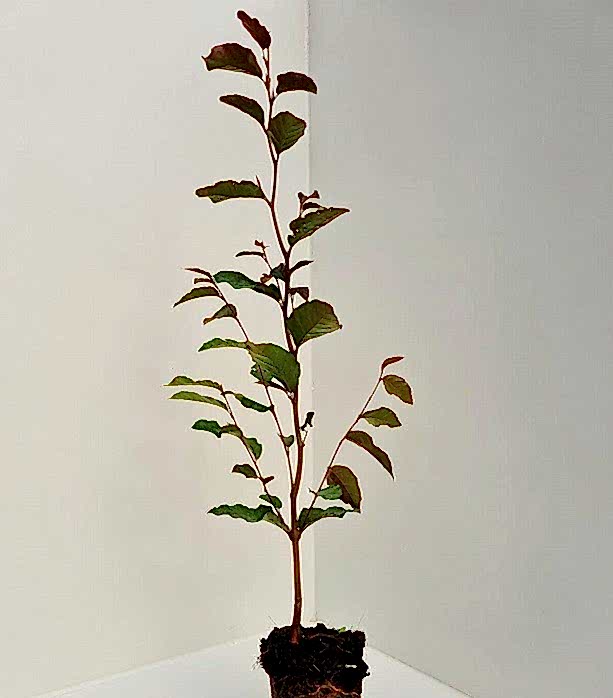 KIRMIZI KAYIN FİDANI 5 ADET - Fagus Sylvatica Atropurpurea