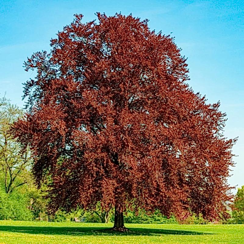 KIRMIZI KAYIN FİDANI - Fagus Sylvatica Atropurpurea