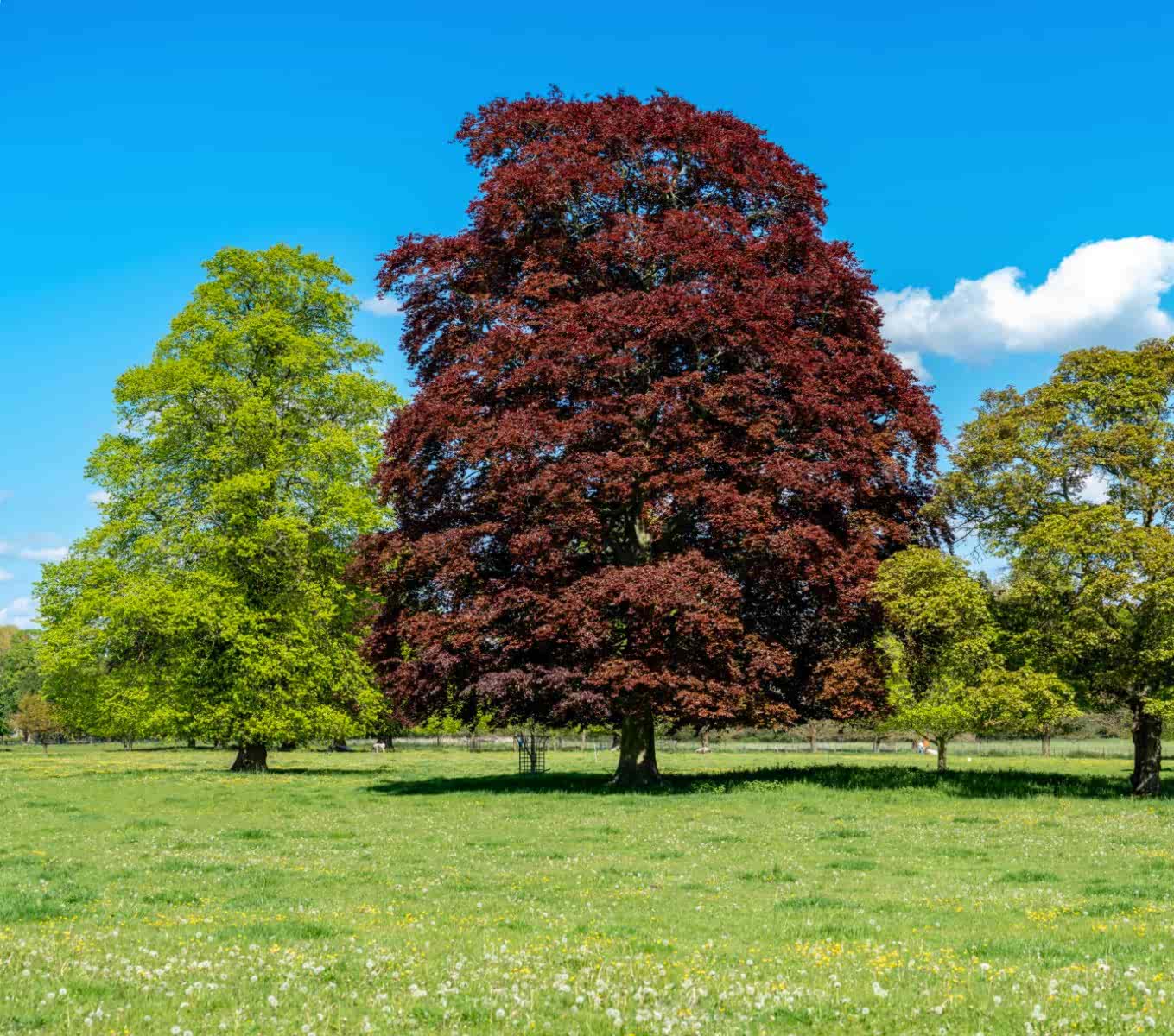 KIRMIZI KAYIN FİDANI - Fagus Sylvatica Atropurpurea