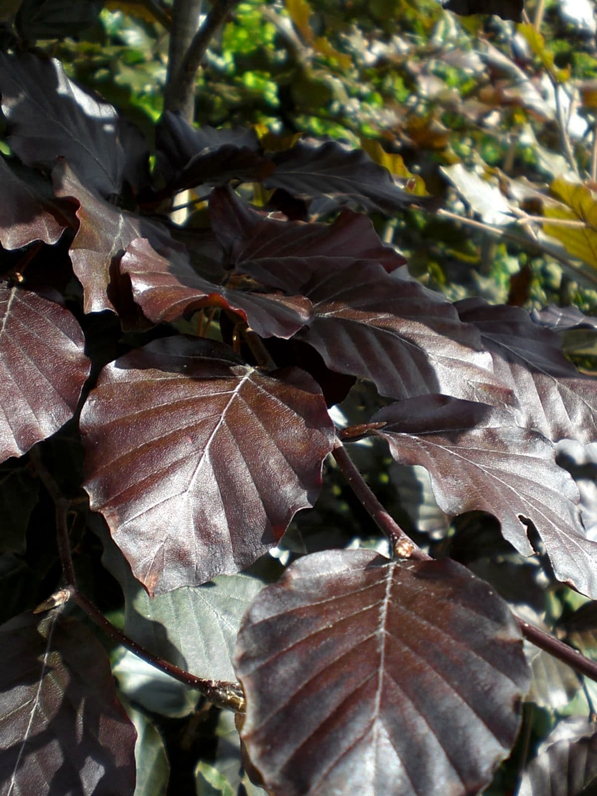 KIRMIZI KAYIN FİDANI - Fagus Sylvatica Atropurpurea