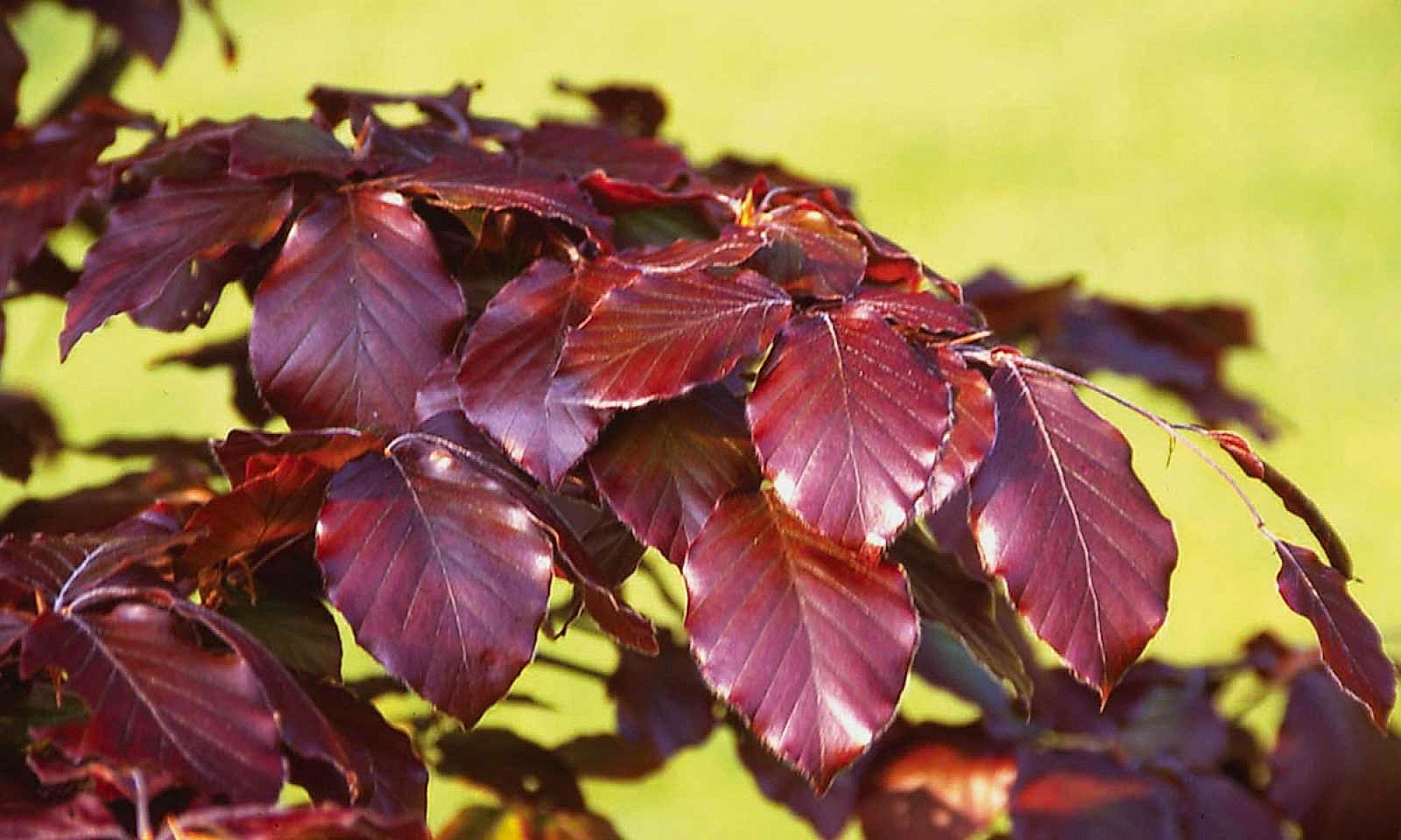 KIRMIZI KAYIN FİDANI - Fagus Sylvatica Atropurpurea