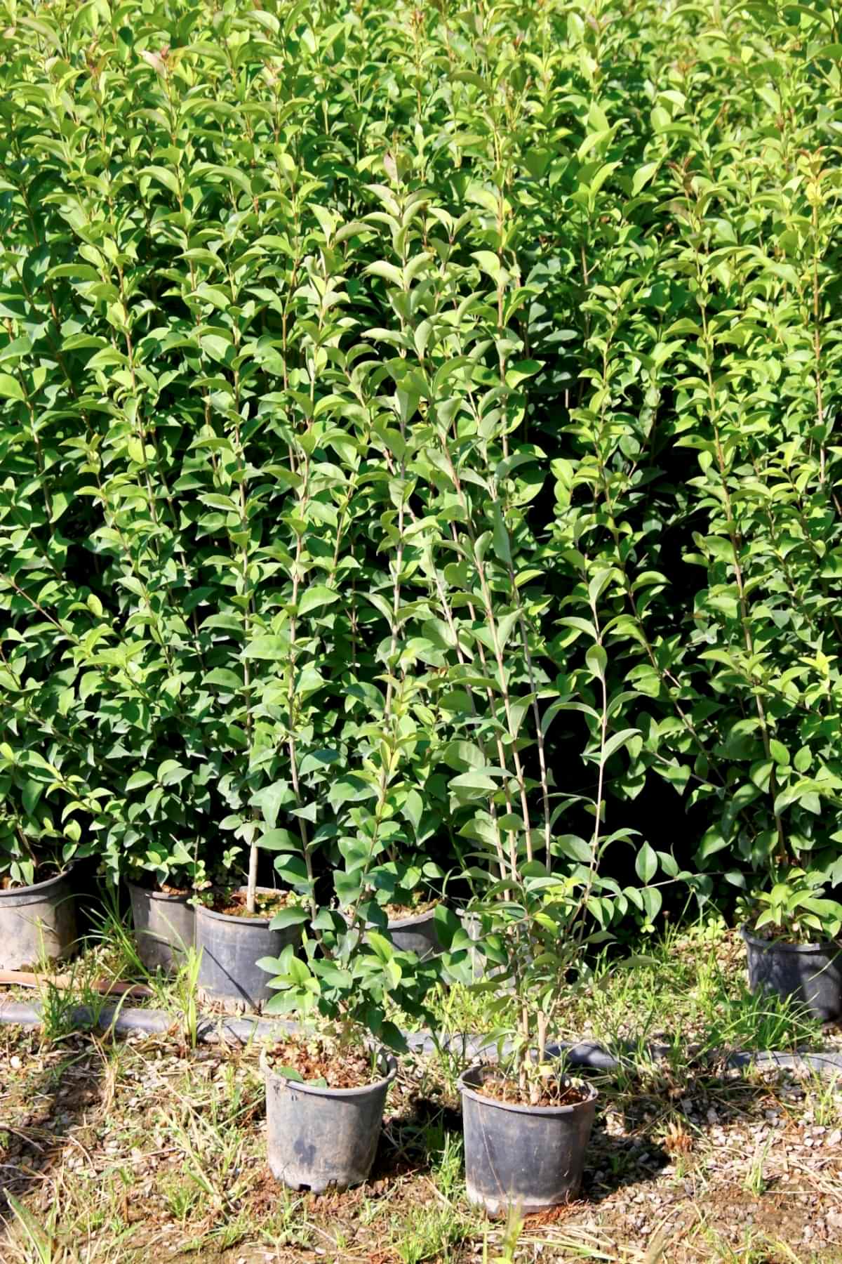 LİGUSTRUM KURTBAĞRI 10 ADET 100-120 cm - ÇİT BİTKİSİ (BÜYÜK BOY)