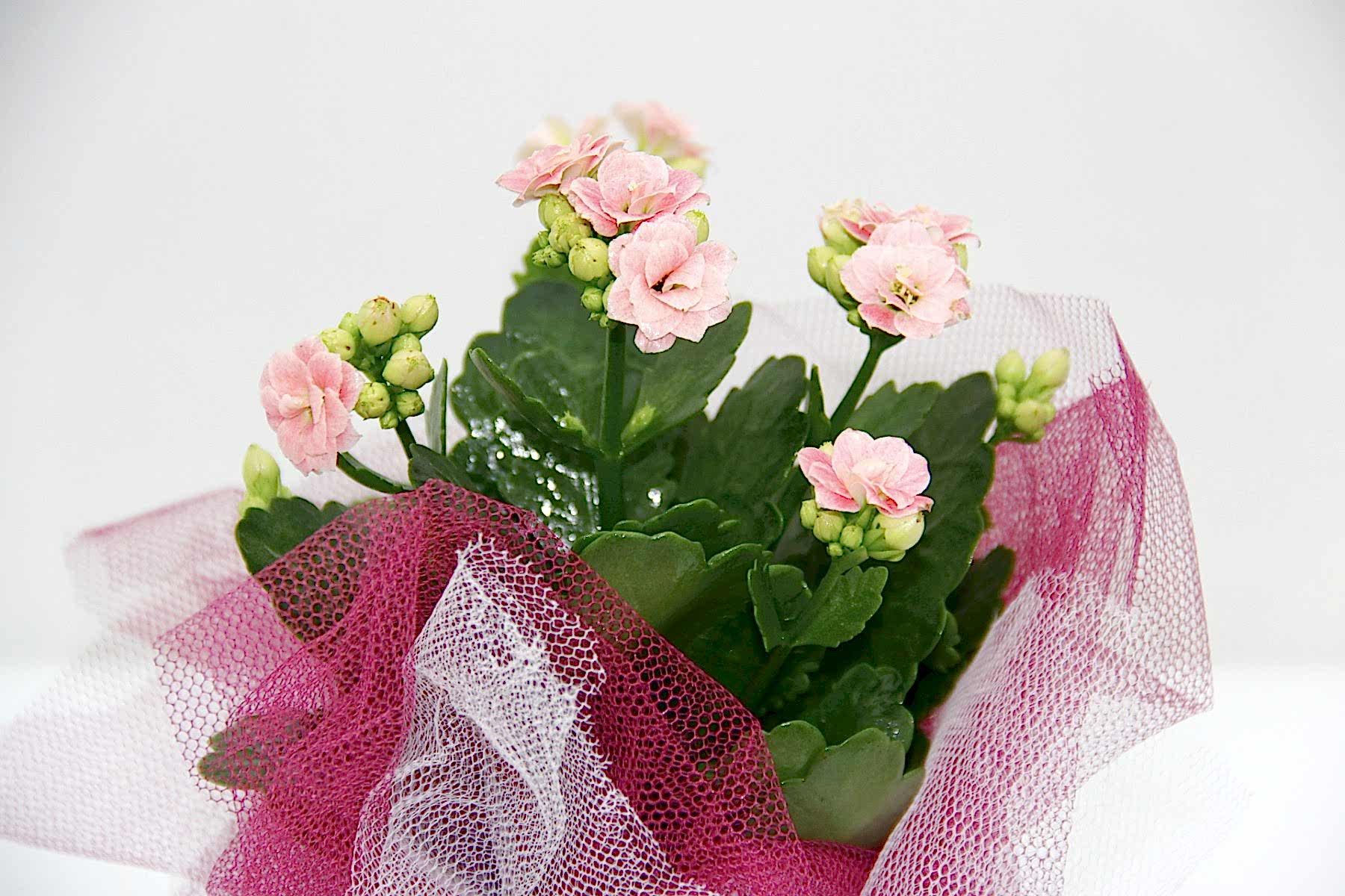 PEMBE KALANŞÖ ÇİÇEĞİ - HEDİYELİK YILBAŞI ÇİÇEĞİ