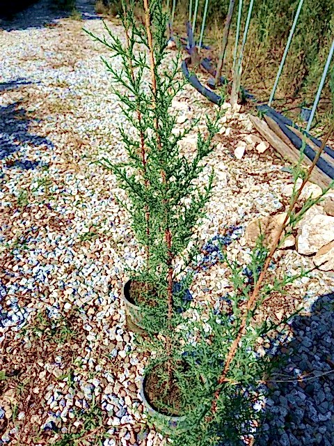 AKDENİZ SERVİSİ 5 ADET - ÇİT BİTKİSİ 1 METRE