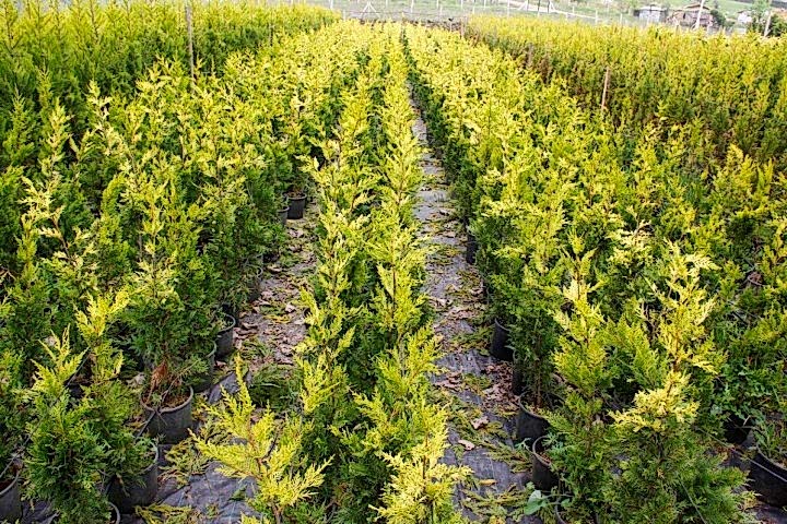 ALTUNİ LEYLANDİ 10 ADET- SARI RENKLİ ÇİT BİTKİSİ 100-150 cm