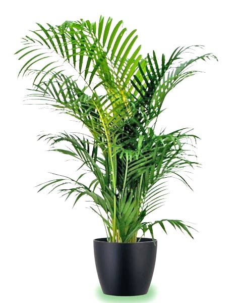 AREKA PALMİYESİ 70-80 cm 2 ADET - HEDİYELİK SALON OFİS BİTKİSİ