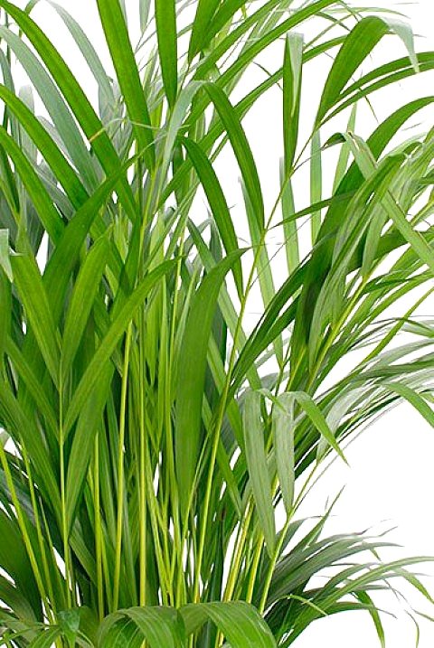 AREKA PALMİYESİ 70-80 cm 2 ADET - HEDİYELİK SALON OFİS BİTKİSİ