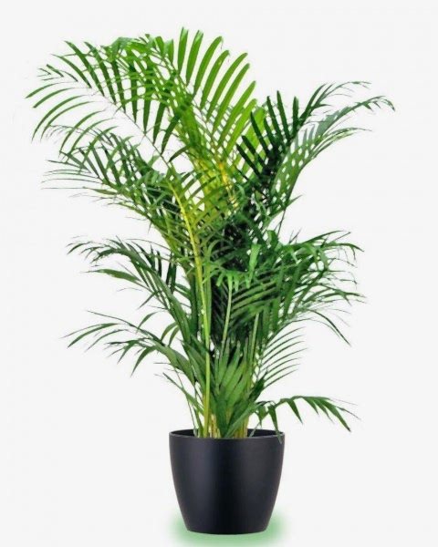 AREKA PALMİYESİ 70-80 cm - HEDİYELİK SALON OFİS BİTKİSİ