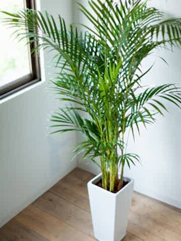AREKA PALMİYESİ 70-80 cm - HEDİYELİK SALON OFİS BİTKİSİ