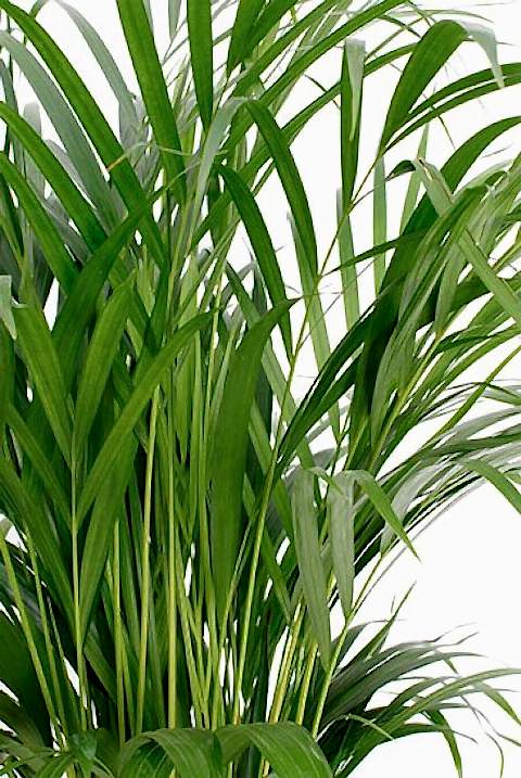 AREKA PALMİYESİ 70-80 cm - HEDİYELİK SALON OFİS BİTKİSİ