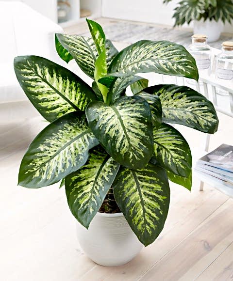 DİFENBAHYA SALON ve OFİS BİTKİSİ 3 ADET HEDİYELİK 30-40 cm