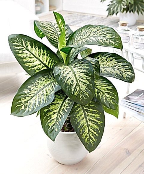 DİFENBAHYA SALON ve OFİS BİTKİSİ 5 ADET HEDİYELİK 30-40 cm