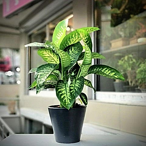 DİFENBAHYA SALON ve OFİS BİTKİSİ 5 ADET HEDİYELİK 30-40 cm