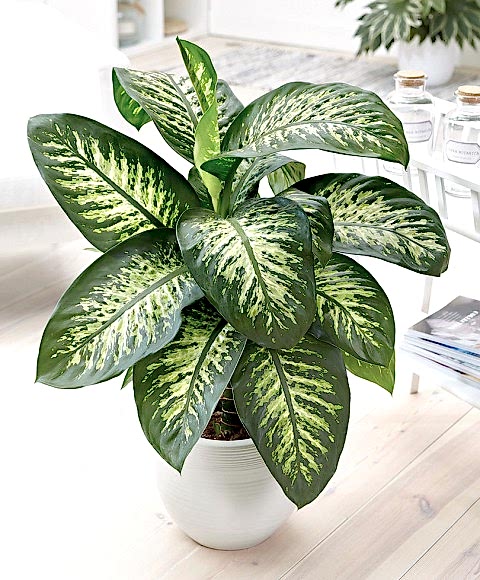 DİFENBAHYA SALON ve OFİS BİTKİSİ HEDİYELİK 30-40 cm