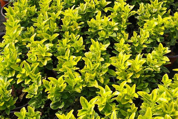 GOLD TAFLAN 5 ADET - SARI ÇİT BİTKİSİ